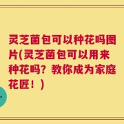 灵芝菌包可以种花吗图片(灵芝菌包可以用来种花吗？教你成为家庭花匠！)