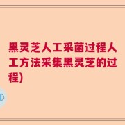 黑灵芝人工采菌过程人工方法采集黑灵芝的过程)