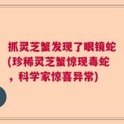 抓灵芝蟹发现了眼镜蛇(珍稀灵芝蟹惊现毒蛇，科学家惊喜异常)