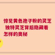 惊见黄色孢子粉的灵芝 独特灵芝背后隐藏着怎样的奥秘