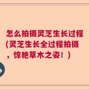 怎么拍摄灵芝生长过程(灵芝生长全过程拍摄，惊艳草木之姿！)