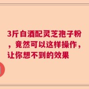 3斤白酒配灵芝孢子粉，竟然可以这样操作，让你想不到的效果