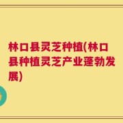 林口县灵芝种植(林口县种植灵芝产业蓬勃发展)