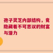 孢子灵芝内部结构，竟隐藏着不可思议的财富与潜力