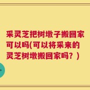 采灵芝把树墩子搬回家可以吗(可以将采来的灵芝树墩搬回家吗？)