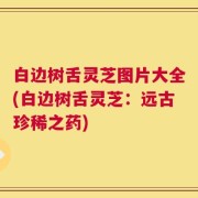 白边树舌灵芝图片大全(白边树舌灵芝：远古珍稀之药)