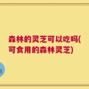 森林的灵芝可以吃吗(可食用的森林灵芝)