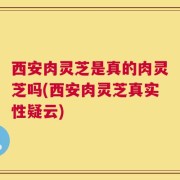 西安肉灵芝是真的肉灵芝吗(西安肉灵芝真实性疑云)