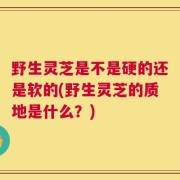 野生灵芝是不是硬的还是软的(野生灵芝的质地是什么？)