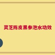 灵芝陈皮黑参泡水功效