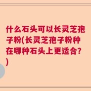 什么石头可以长灵芝孢子粉(长灵芝孢子粉种在哪种石头上更适合？)