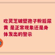 吃灵芝破壁孢子粉后尿黄 是正常现象还是身体发出的警示