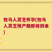 牧马人灵芝怀孕(牧马人灵芝预产期即将到来)