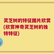 灵芝树的特征图片欣赏(欣赏神奇灵芝树的独特特征)