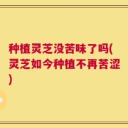 种植灵芝没苦味了吗(灵芝如今种植不再苦涩)