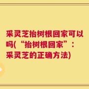 采灵芝抬树根回家可以吗(“抬树根回家”：采灵芝的正确方法)
