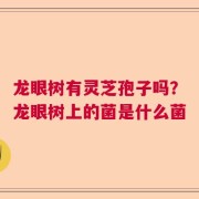 龙眼树有灵芝孢子吗?龙眼树上的菌是什么菌