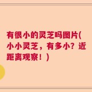 有很小的灵芝吗图片(小小灵芝，有多小？近距离观察！)