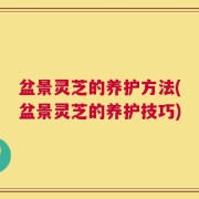 盆景灵芝的养护方法(盆景灵芝的养护技巧)