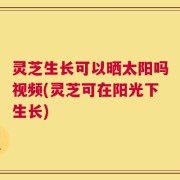 灵芝生长可以晒太阳吗视频(灵芝可在阳光下生长)