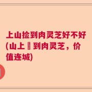 上山捡到肉灵芝好不好(山上撿到肉灵芝，价值连城)