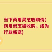 当下药用灵芝收购价(药用灵芝被收购，成为行业新宠)