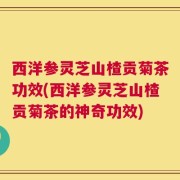 西洋参灵芝山楂贡菊茶功效(西洋参灵芝山楂贡菊茶的神奇功效)