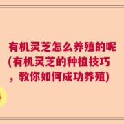 有机灵芝怎么养殖的呢(有机灵芝的种植技巧，教你如何成功养殖)