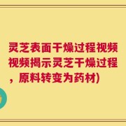 灵芝表面干燥过程视频视频揭示灵芝干燥过程，原料转变为药材)