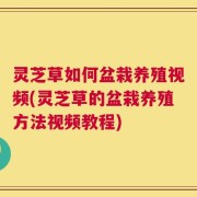 灵芝草如何盆栽养殖视频(灵芝草的盆栽养殖方法视频教程)