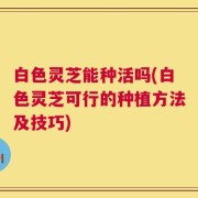 白色灵芝能种活吗(白色灵芝可行的种植方法及技巧)