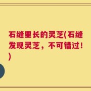 石缝里长的灵芝(石缝发现灵芝，不可错过！)