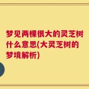梦见两棵很大的灵芝树什么意思(大灵芝树的梦境解析)