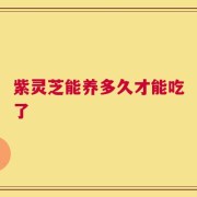 紫灵芝能养多久才能吃了