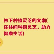 林下种植灵芝的文案(在林间种植灵芝，助力健康生活)