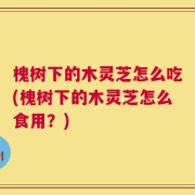 槐树下的木灵芝怎么吃(槐树下的木灵芝怎么食用？)