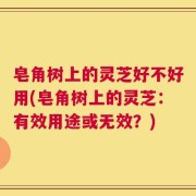 皂角树上的灵芝好不好用(皂角树上的灵芝：有效用途或无效？)