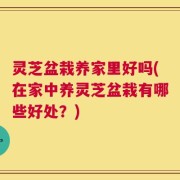 灵芝盆栽养家里好吗(在家中养灵芝盆栽有哪些好处？)