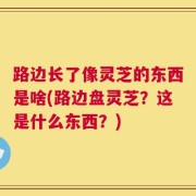 路边长了像灵芝的东西是啥(路边盘灵芝？这是什么东西？)