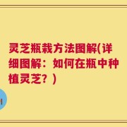 灵芝瓶栽方法图解(详细图解：如何在瓶中种植灵芝？)