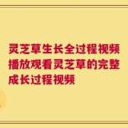 灵芝草生长全过程视频播放观看灵芝草的完整成长过程视频
