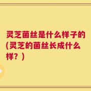 灵芝菌丝是什么样子的(灵芝的菌丝长成什么样？)