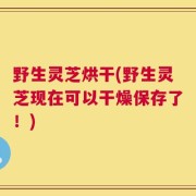 野生灵芝烘干(野生灵芝现在可以干燥保存了！)
