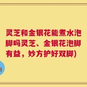 灵芝和金银花能煮水泡脚吗灵芝、金银花泡脚有益，妙方护好双脚)