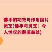 佛手的功效与作用图片灵芝(佛手与灵芝：令人惊叹的健康益处)