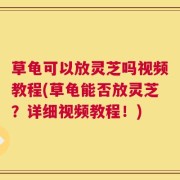 草龟可以放灵芝吗视频教程(草龟能否放灵芝？详细视频教程！)