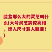 脸盆那么大的灵芝叫什么(大号灵芝震惊亮相，惊人尺寸惹人瞩目！)