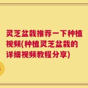 灵芝盆栽推荐一下种植视频(种植灵芝盆栽的详细视频教程分享)