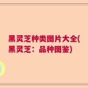 黑灵芝种类图片大全(黑灵芝：品种图鉴)