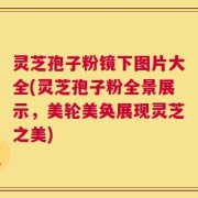 灵芝孢子粉镜下图片大全(灵芝孢子粉全景展示，美轮美奂展现灵芝之美)
